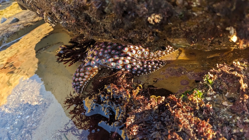 The picture shows a sea star tucked away under a rock in a shallow pool of water. The sea star has a mottled appearance with a blend of purples, pinks, and white, especially noticeable on its arms. The rock surface above the sea star is rough and covered with various marine life, including seaweed and small sea creatures. The water around the sea star is clear, reflecting the sunlight, and you can see the sandy bottom of the pool. The overall scene gives a glimpse into the vibrant and hidden life within a tidepool ecosystem.