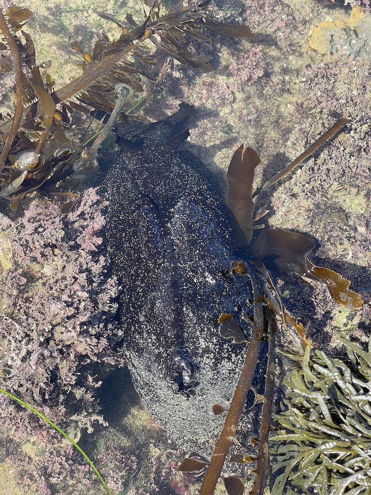 The picture shows a rock pool with clear water. In the center, there is a large, dark-colored sea hare surrounded by various types of seaweed. The sea hare has a bumpy texture and is covered in small, white speckles. The surrounding seaweed includes long, brown strands and some green, leafy varieties. The bottom of the pool is visible and appears to be covered with a mix of pink coral-like structures and other marine vegetation. The sunlight is reflecting off the water's surface, creating a sparkling effect.