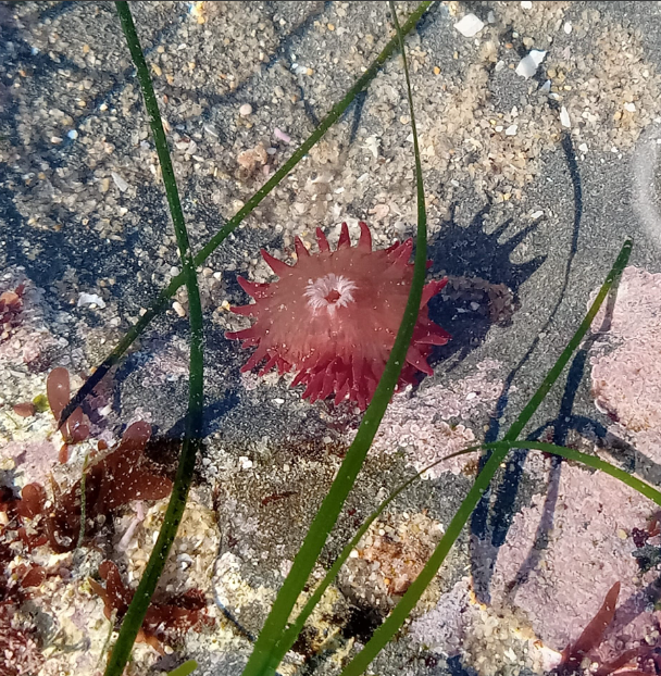 The picture shows a clear underwater scene. In the center, there is a reddish-pink sea anemone with delicate, petal-like tentacles radiating out from its center. Surrounding the anemone are thin, green seagrass blades that sway in the water. The seabed is visible with a mix of sand and small pebbles in various shades of beige, pink, and gray.