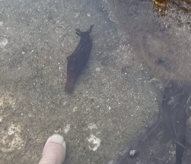 The picture shows a shallow body of water with a sandy bottom. There is a dark, slug-like sea creature in the center, which is a sea hare. The water is clear, allowing visibility of the sandy bottom speckled with small rocks and bits of seagrass. On the bottom left corner, there's a human finger, likely the photographer's, partially submerged in the water.