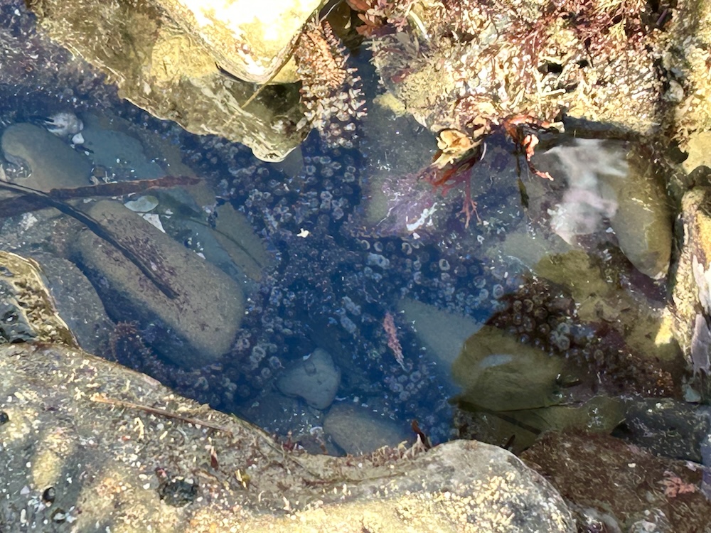 The picture shows a tidepool nestled among rocks. The water is clear, revealing the rocky bottom and various marine life. There's sea star in the center with its arms spread out, camouflaged against the dark rocks. Surrounding the sea star are patches of sea anemones and small sea creatures. The sunlight reflects off the water's surface, creating a shimmering effect.