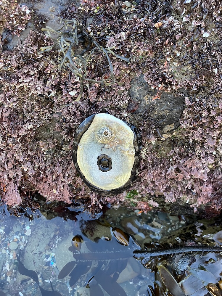 The picture shows a close-up of a rocky tidepool area. There is a large, round, open shell attached to a oval shaped flat snail in the center. The shell is grayish with concentric rings and a small hole near the center.