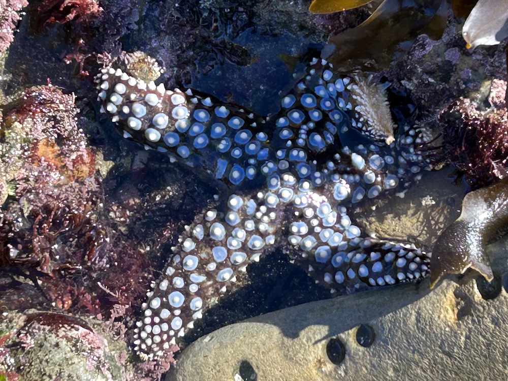 The picture shows a sea star in its natural habitat, submerged in shallow water. The sea star has a dark, almost black body with contrasting white, circular suckers lining its eight tentacles. The surrounding area is a mix of various marine elements such as rocks, seaweed, and small pools of water reflecting light. The sea star appears to be resting or moving slowly across the seabed, blending with the dark colors of the environment.