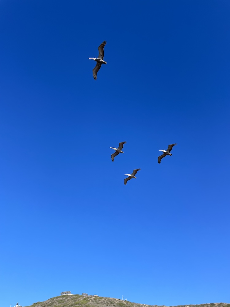 The photo captures a clear blue sky with four pelicans in flight. They are positioned in a staggered formation, with one bird higher and leading the other three that are aligned diagonally below it. In the lower part of the image, there's a hill with sparse vegetation and a small structure on top.