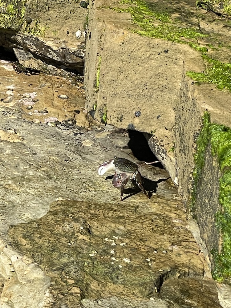 The picture shows a rocky surface with a crab. The rocks have a rough texture and are covered in patches of green moss.