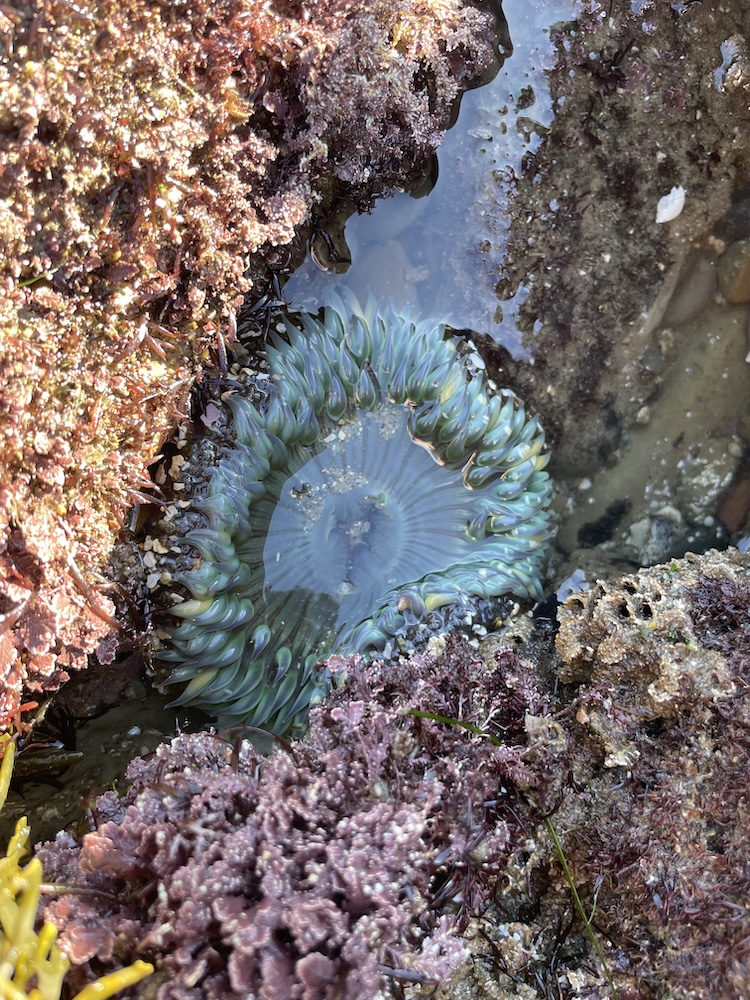 The picture shows a sea anemone nestled in a tidepool surrounded by rocks. The anemone is open, displaying its vibrant green tentacles with blueish-purple tips, which are gently splayed out in the water. The rocks around it are covered in various shades of brown and pink algae or barnacles, adding texture to the scene. There's also some yellowish seaweed in the bottom left corner, contrasting with the purple algae. The water is clear, allowing a view of the sandy bottom of the pool.