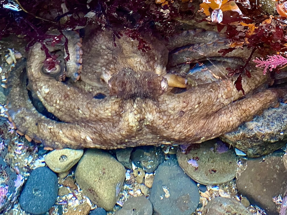 The picture shows an octopus camouflaged among rocks and seaweed in a shallow pool of water. The octopus has a mottled brown and tan skin that blends with the surrounding environment. Its body and tentacles are partially obscured by the reddish-brown seaweed. The rocks in the pool vary in color from dark grey to light brown. The water appears clear, and you can see the texture of the rocks and pebbles at the bottom of the pool.