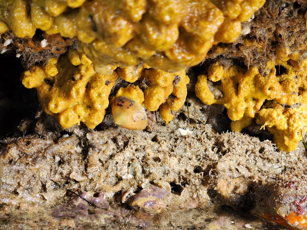 The image shows a close-up of a natural, rough surface with various textures and colors. There is a prominent yellow, sponge-like substance that appears to be some kind of organic growth, possibly a type of fungus or coral. It has a lumpy and irregular shape. Below this yellow substance, the surface is more granular and earth-toned, with hints of purple and white, which could be minerals or another type of organic material. The overall appearance is quite raw and unrefined, suggesting a natural outdoor setting, possibly underwater or a damp environment where such organisms thrive.