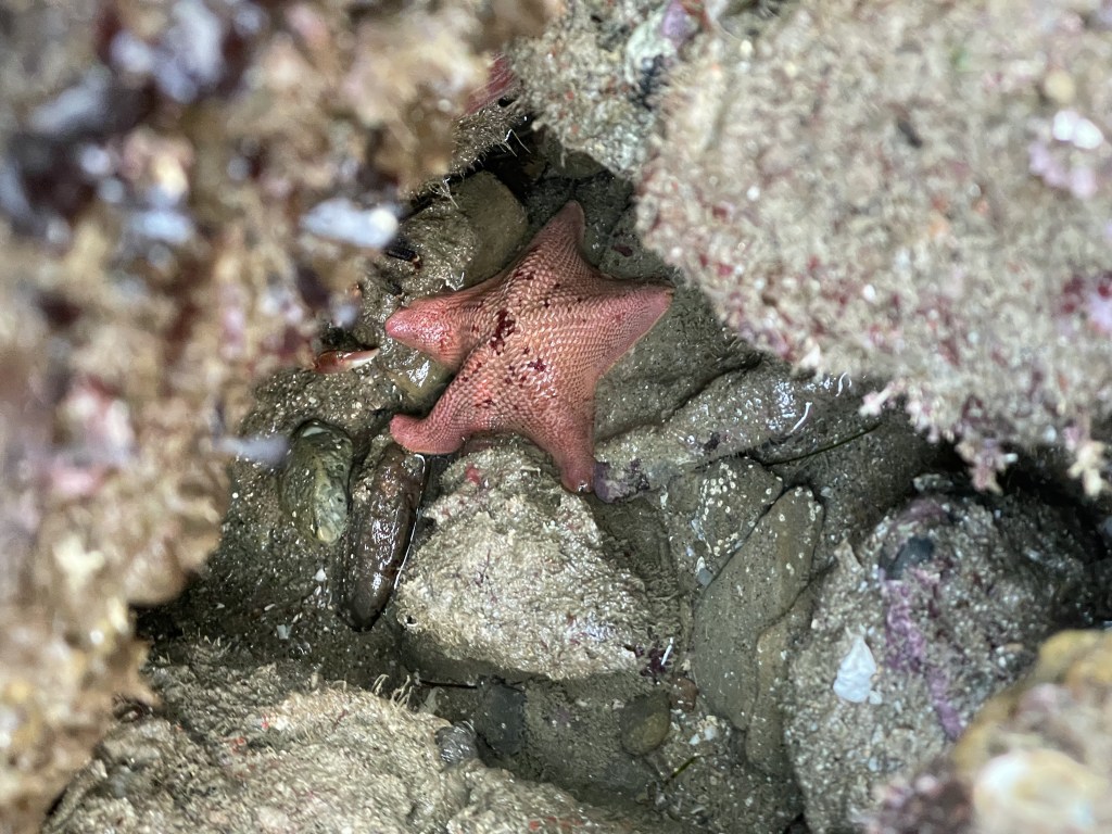 There is a vibrant orange sea star near the center, resting on a rock.