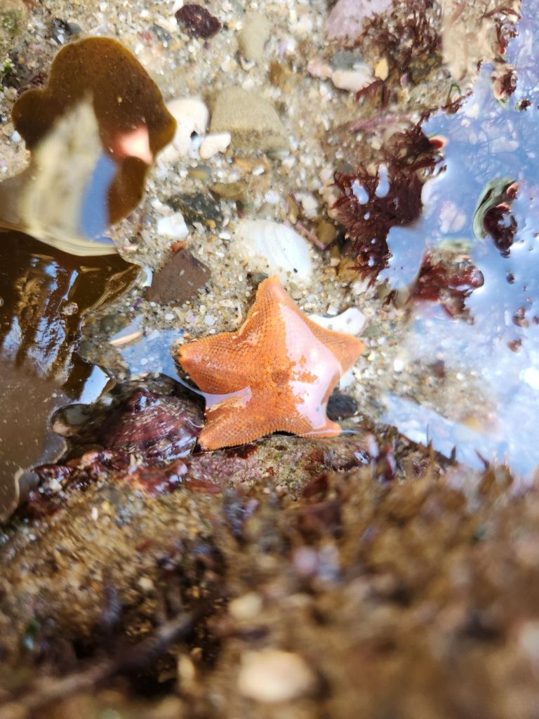 There is a vibrant orange sea star near the center, resting on a rock.