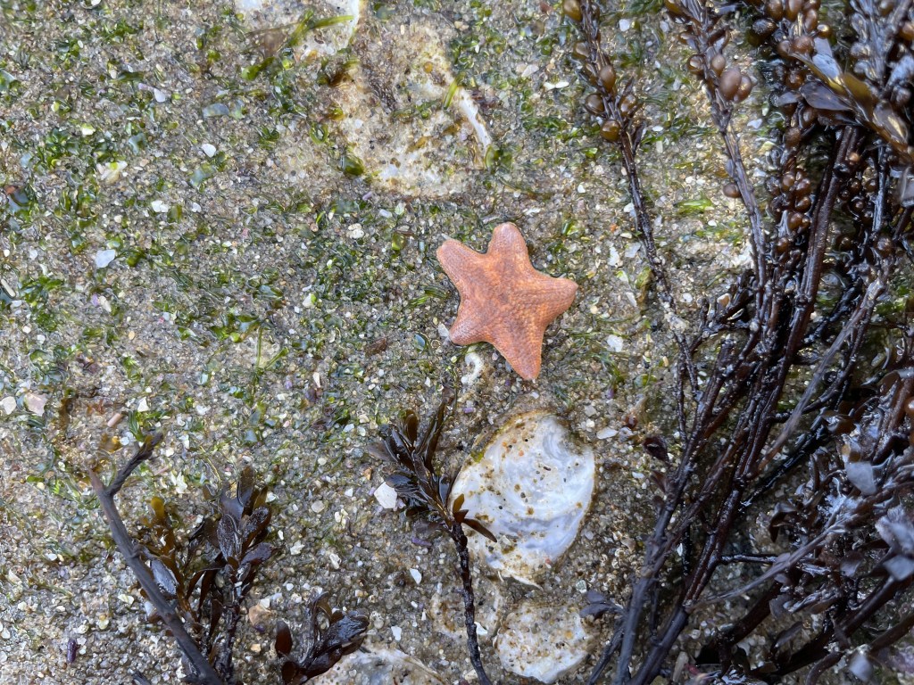 There is a vibrant orange sea star near the center, resting on a rock.