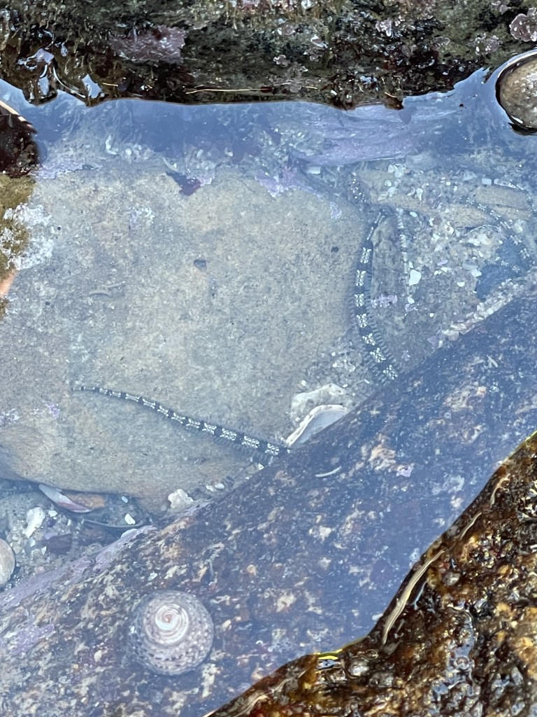 Two long striped arms from a sea star poke out from under a rock.
