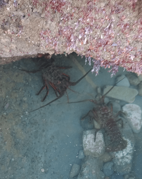 Two lobsters under a rock in shallow water