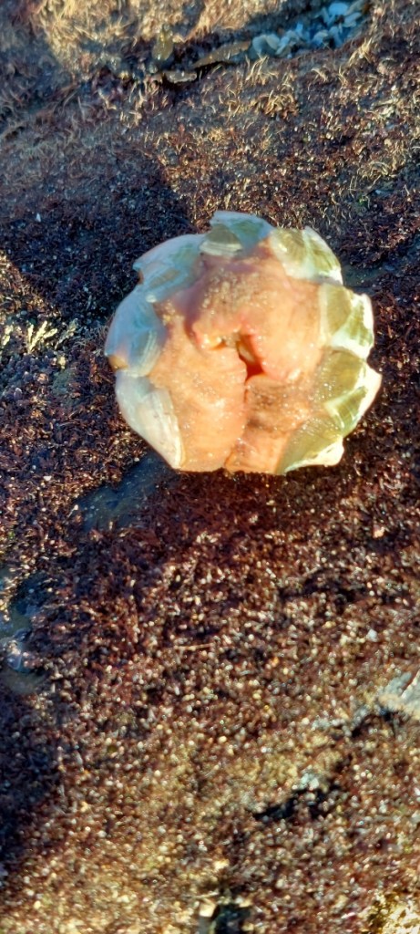 A small snail rolled up in a ball.