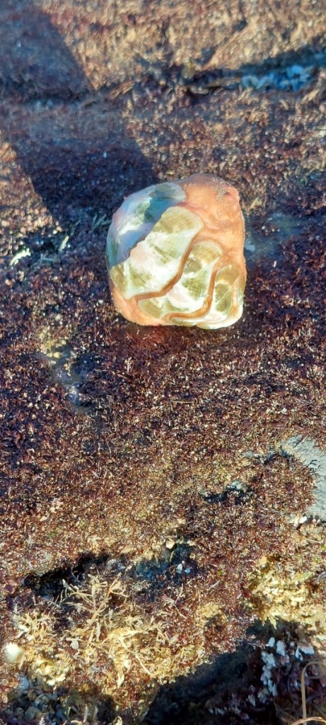 A small snail rolled up in a ball.