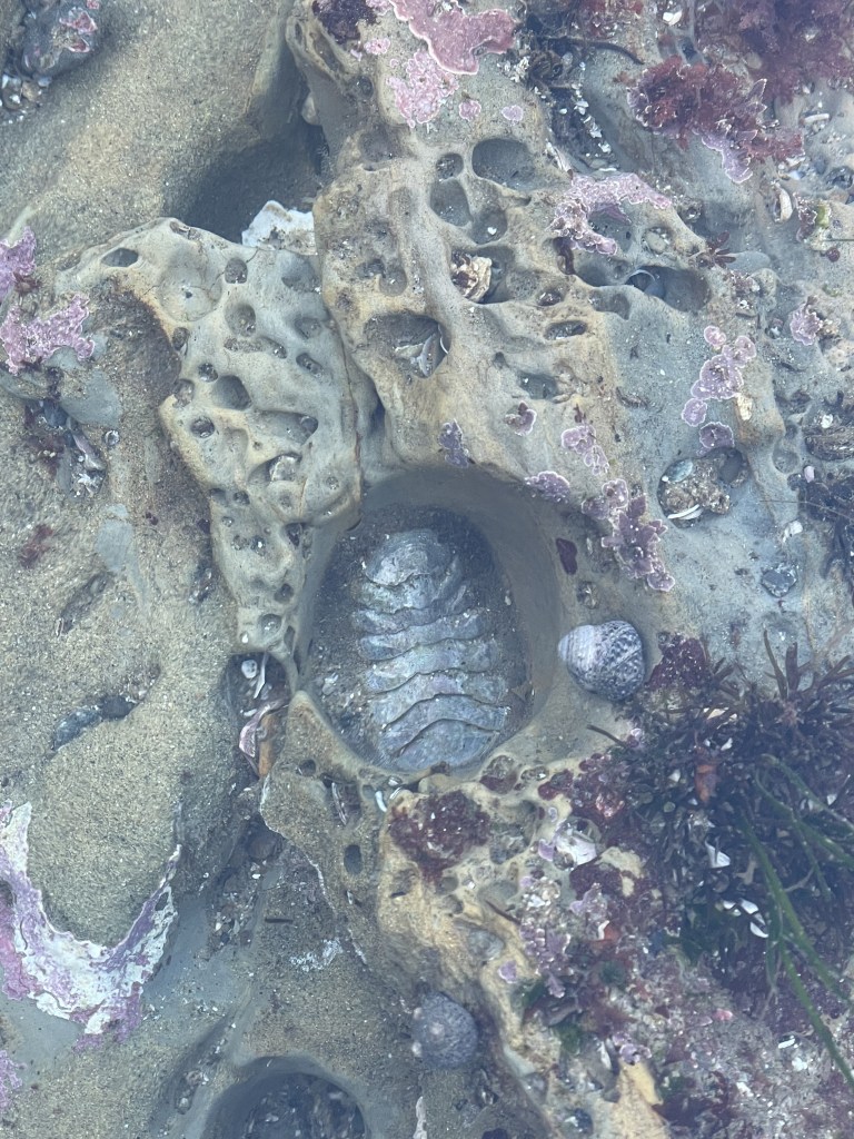 A small oval shaped snail in a depression on a rocky beach.
