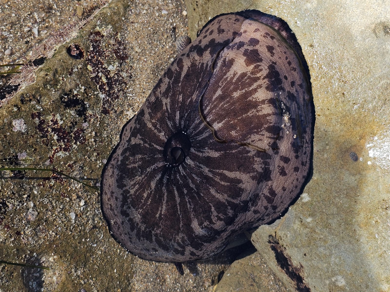 A flat oval shaped snail with a mottled gray and brown color.