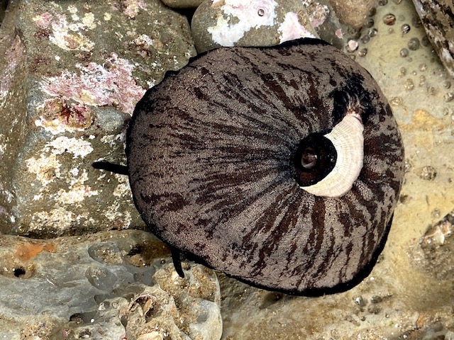 A flat oval shaped snail with a mottled gray and brown color. A small hole is in the center of the animal.