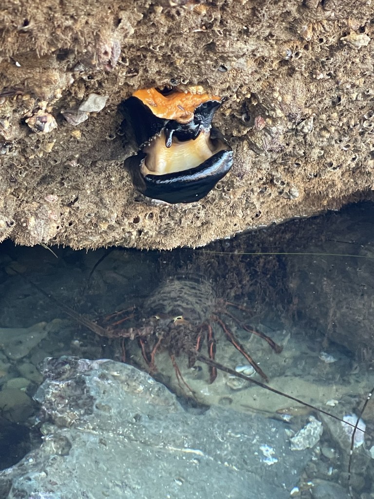 A flat oval shaped snail clinging to the bottom of a rock.