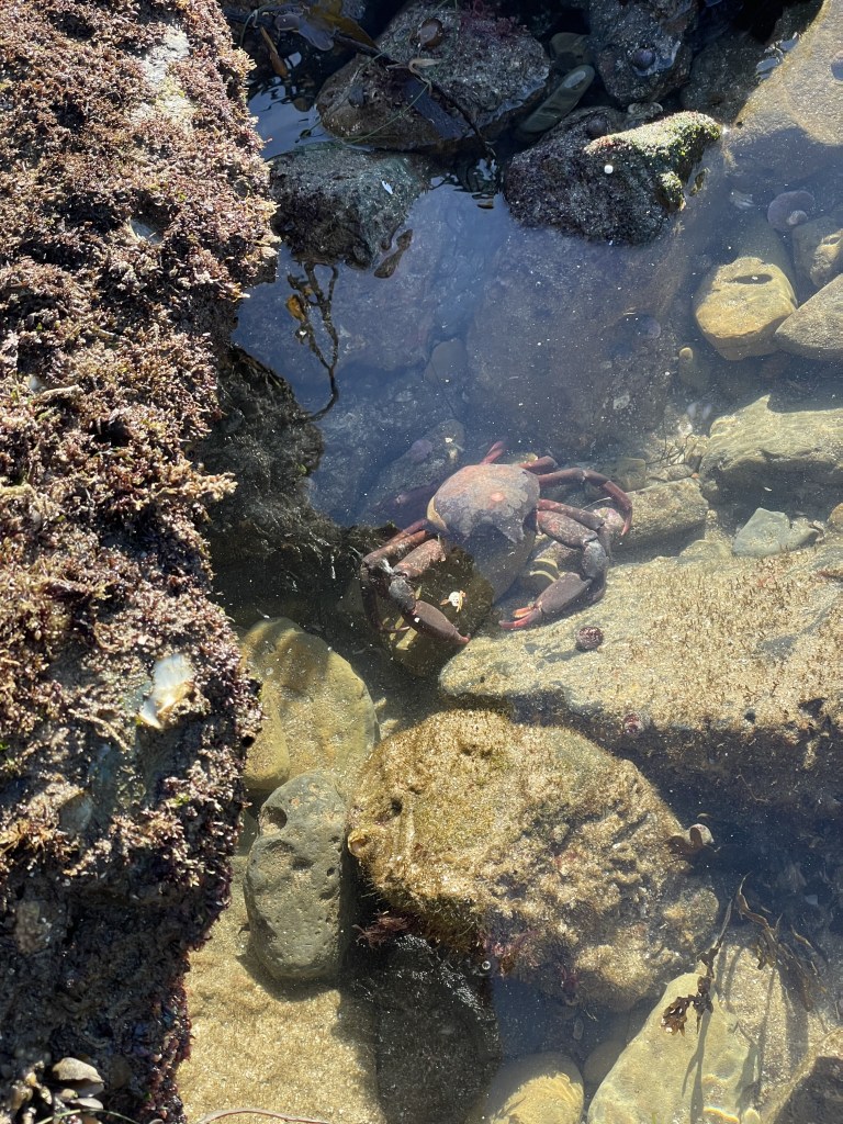 A reddish crab in shallow water on a rocky beach.