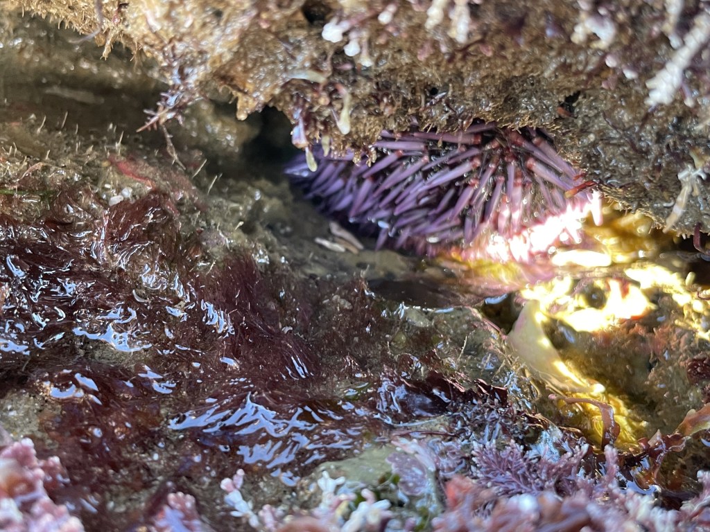 A sea urchin with a round body with numerous slender, pointy spines radiating outwards. The spines are a reddish-purple color. The sea urchin is under a rock.