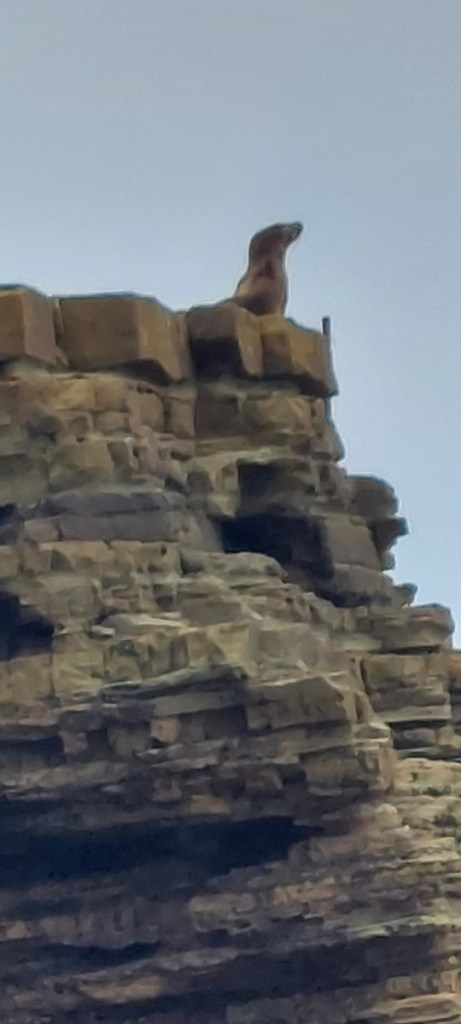 A sea lion sits on top of a rocky ledge.