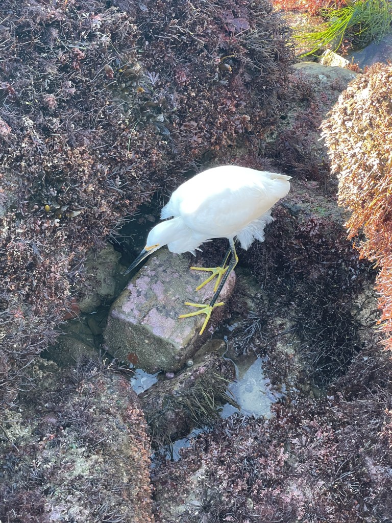 A white small bird with thin legs and yellow feet searches for food along rocks at the ocean's edge.