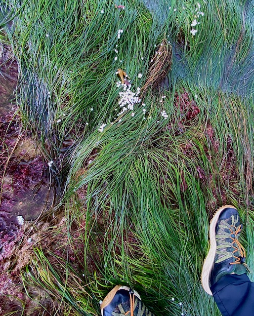 Tiny white styrofoam balls litter the long thin blades of green seagrass. A person's feet is in the lower right.