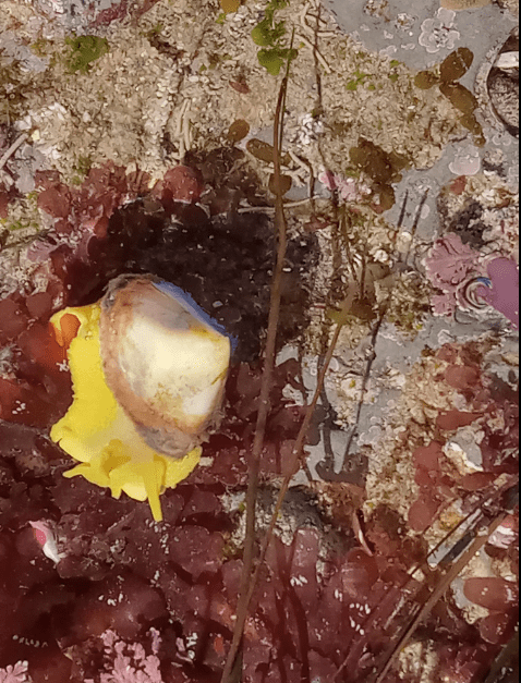 A small yellow sea slug