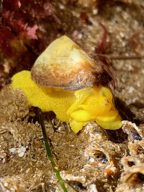 A small yellow sea slug