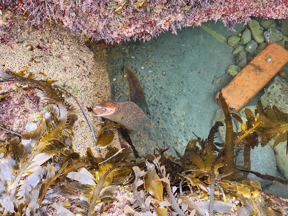 The image shows a tide pool with clear water. There's a brownish eel with white spots peeking out from the bottom left corner. The pool is surrounded by various marine plants, including brown kelp with long, strap-like fronds and air bladders, and red and pink algae. On the right side of the pool, there's a single orange brick partially submerged. The bottom of the pool is covered with small, smooth stones.