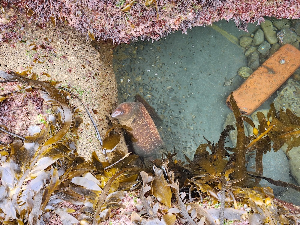 The image shows a rock pool by the sea. There are various marine elements visible: - Seaweed in shades of brown and yellow, some with bubble-like structures - Pinkish-red coral-like growths on the rocks - Clear pool water revealing smooth, rounded stones at the bottom - A brick lying partially submerged in the water - The water is calm, and there's a sense of tranquility in the scene