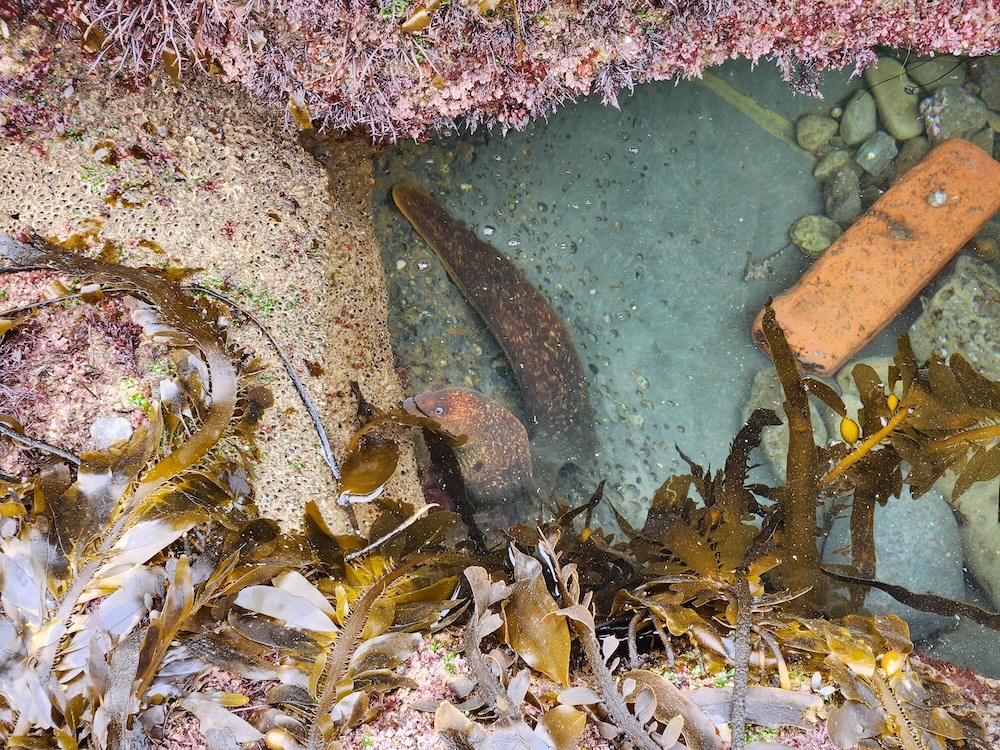 The picture shows a clear pool of water surrounded by various marine elements. There are two prominent eel-like creatures with a mottled brown skin, visible in the clear blue water. The pool is edged with pinkish-red seaweed and brown kelp with air bladders. There's a rusty, orange rectangular object, possibly a piece of debris, submerged in the water. The bottom of the pool is covered with pebbles and the water appears to be shallow.