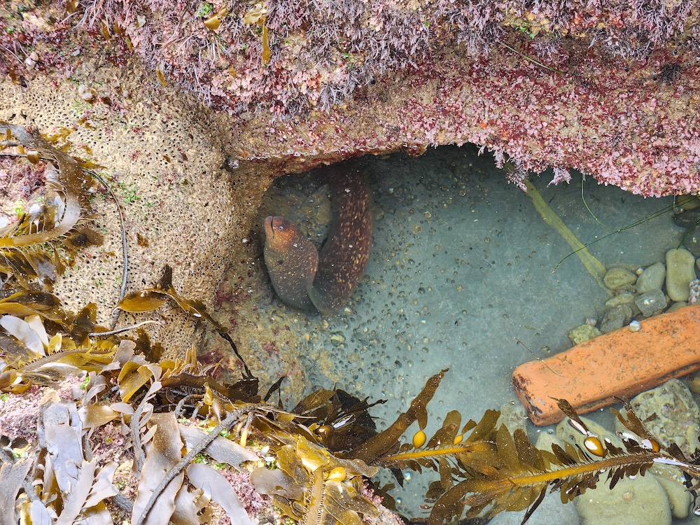 The image shows a tide pool with clear water. There's a large octopus in the center, nestled in a small cave-like indentation under a rock overhang covered with pinkish-red sea life. Surrounding the pool are brownish-yellow seaweeds with bulbous floats. On the right, there's a rusty, orange cylindrical object, possibly man-made debris, partially submerged in the water. The overall scene is a mix of natural marine life and a hint of human impact.