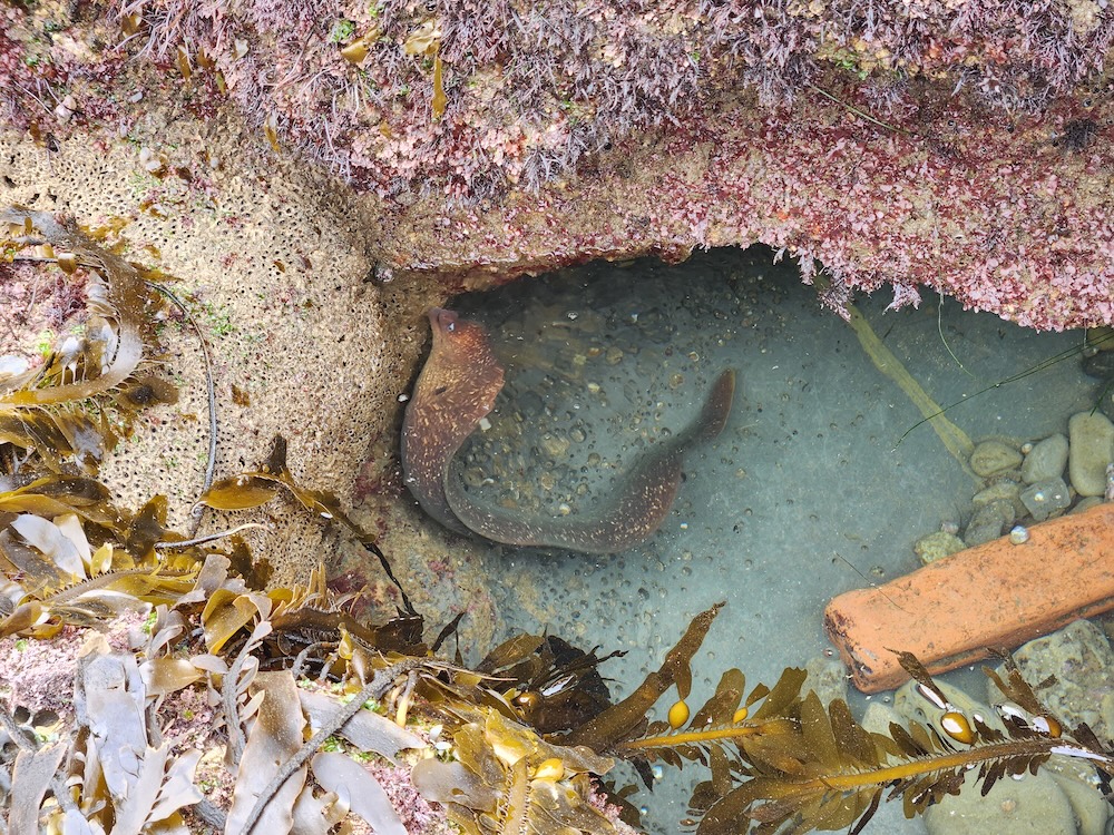 The image shows a rock pool by the sea. The pool is surrounded by various marine elements. On the left, there's a cluster of brownish-yellow seaweed with long, slender leaves. The top of the pool is bordered by a rocky overhang covered in pinkish-red seaweed. Inside the pool, there's a large, dark brown catshark resting at the bottom, its body curving slightly. The water is clear, revealing smooth pebbles on the pool's floor. On the right side of the pool, partially submerged, lies a long, orange, cylindrical object, resembling a piece of man-made debris. The overall scene captures a small, natural marine habitat with a glimpse of human impact.