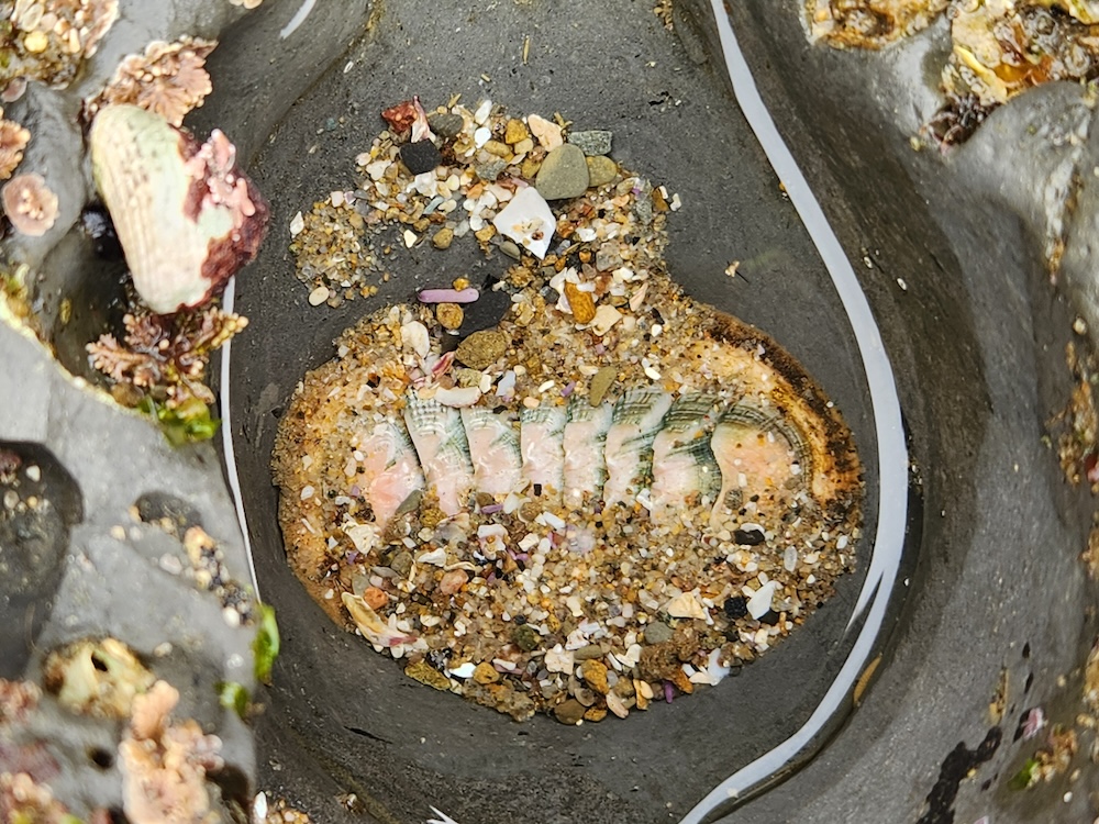 The image shows a close-up of a rock pool. The pool is oval-shaped and appears to be a natural formation in a grey rock. Inside the pool, there is a collection of small, colorful pebbles and sand, with hues of orange, white, pink, and brown. Partially submerged in the sand at the bottom of the pool is a sea creature that resembles a sea anemone or a piece of coral, with a pattern of pink and white stripes. The surrounding rock surface has some marine life attached to it, including small barnacles and algae. The overall impression is of a small, tranquil rock pool teeming with tiny marine life, a micro-habitat carved by the forces of nature.