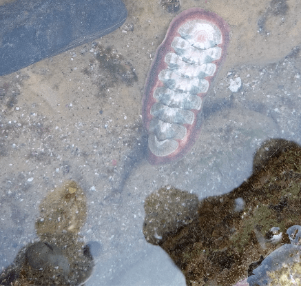 The picture shows a translucent, oval-shaped object with a distinctive pattern. It appears to be underwater, resting on a surface that is a mix of sandy and rocky textures. The object has a series of white, bead-like structures aligned in the center, encased in a reddish-pink outline that gives it a segmented look. The surrounding area has patches of green, likely algae or aquatic plants, and the water's surface reflects light, creating a slightly blurry effect.