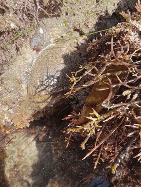 The picture shows a close-up of a tide pool with various marine life and vegetation. There is a large, oval-shaped abalone in the water. The rock is surrounded by brown and reddish seaweed or algae with thin, branching structures. The water appears clear, and the bottom of the pool is visible with some submerged rocks and marine growth. The sunlight is bright, indicating it might be a sunny day.