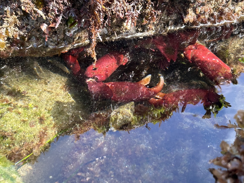 The picture shows a tide pool with clear water reflecting the sky. There are several bright red crabs with visible under the water, clinging to the rocks. The rocks are covered with various marine plants and algae in shades of brown and green. The water is calm, and the overall scene is serene and natural.