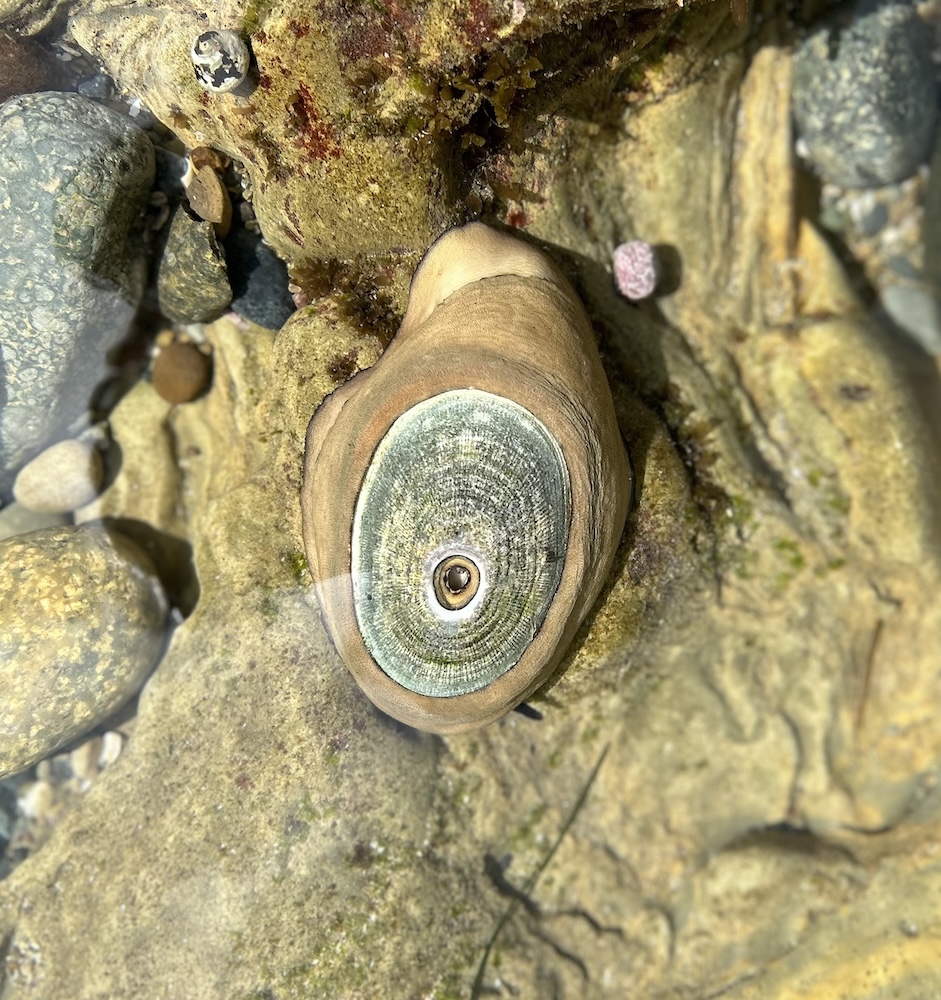 The image shows a close-up of a sea snail shell on a rocky surface, possibly in a tide pool. The shell has a spiral design, with layers of color ranging from dark brown at the outer edge to a pale beige towards the center. The center of the spiral is capped with a circular, greenish-gray operculum with concentric rings. The surrounding rocks are covered with patches of algae and barnacles. There's a small, pink, round object, which could be another sea creature or a pebble, to the right of the shell. The water is clear, allowing visibility of the textures on the rocks and the shell.