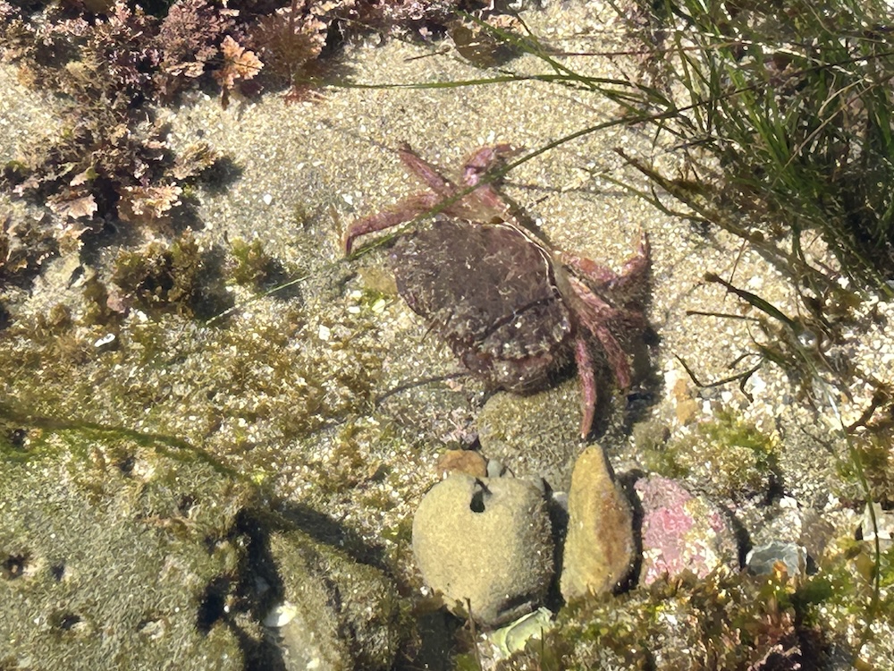 The picture shows a crab on a sandy bottom with some rocks and seaweed around. The crab is dark in color, possibly brown or reddish-brown, and is partially submerged in clear, shallow water. The sunlight is reflecting off the water, creating a dappled effect on the sand and the crab. The surrounding rocks have a greenish hue, likely due to algae or moss, and the seaweed is a mix of green and brown colors.