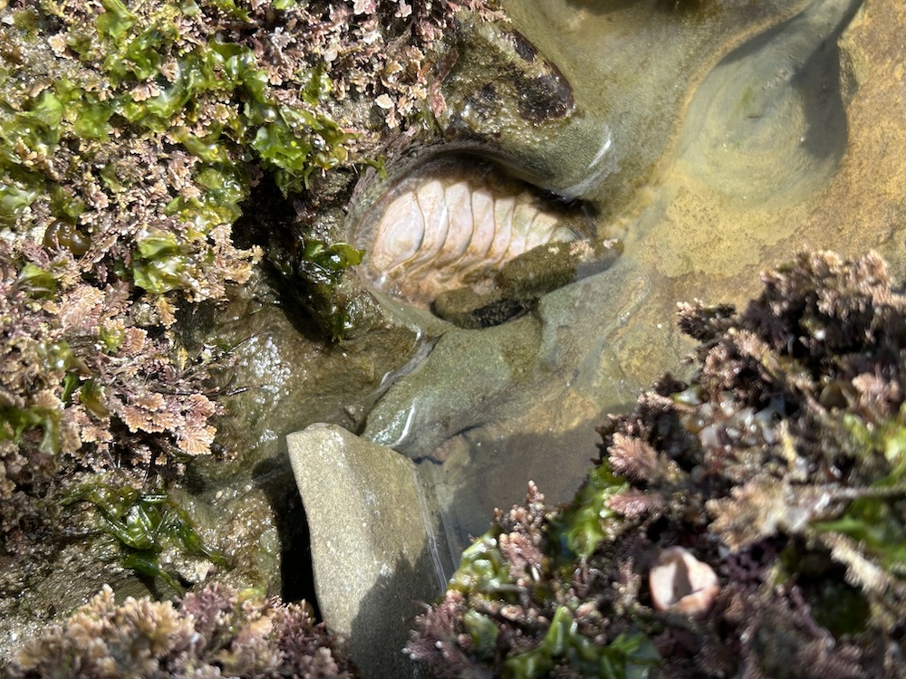 The image shows a close-up of a tide pool. There are various textures and colors present. The tide pool is surrounded by rocks and marine vegetation. The vegetation is mostly in shades of brown and green, with some parts looking wet and glistening. In the water, there is a visible sea creature that resembles a chiton with a segmented shell, nestled against the rock. The water is clear, allowing a view of the sandy bottom beneath. The overall impression is of a small, vibrant ecosystem at the edge of the sea.