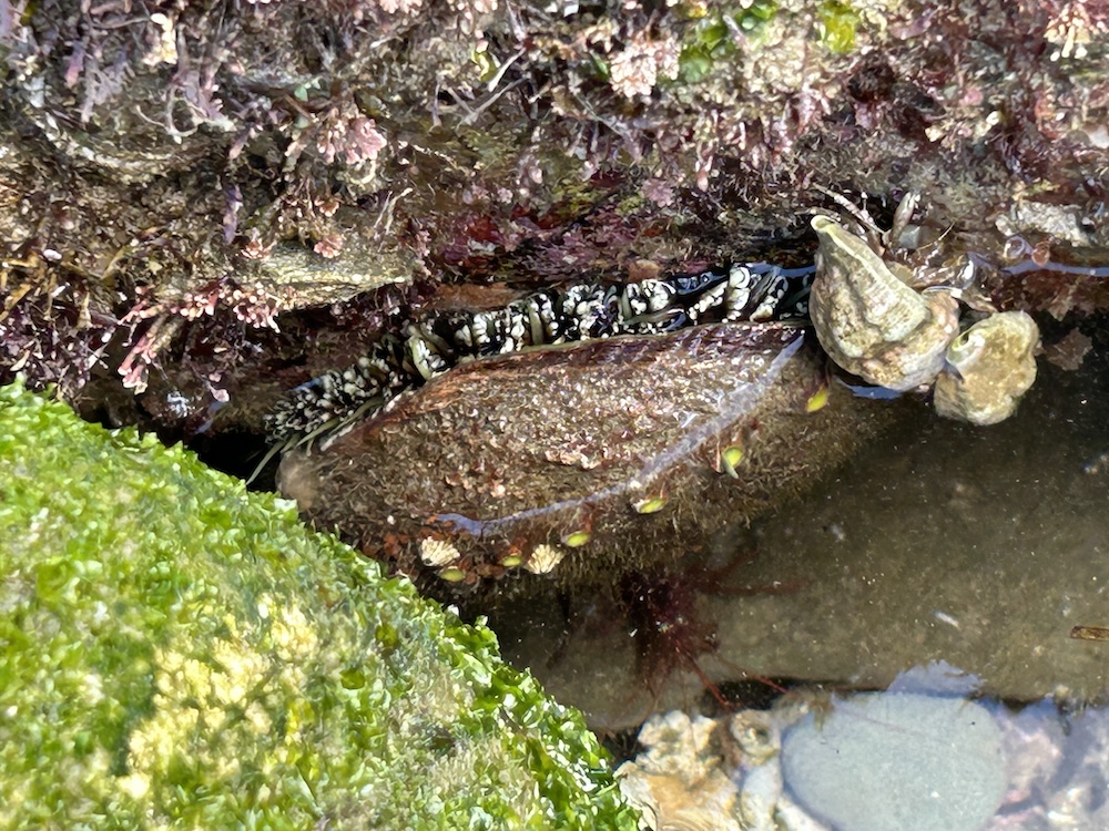 The image shows a rocky crevice filled with sea life. On the left, there is bright green seaweed, and on the right, the rocks are covered with purple and pink barnacles. In the center, there is a small pool of water reflecting the sunlight. An abalone is in the center, and there are a few hermit crabs with greyish shells scattered around. The overall impression is of a vibrant, small ecosystem thriving in a tidal rock pool.
