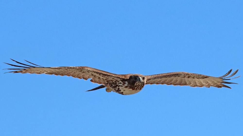 The image shows a bird of prey, likely a hawk, in mid-flight against a clear blue sky. The bird is captured with its wings fully spread, showcasing a broad wingspan. The feathers are detailed with various shades of brown and white patterns. The hawk is facing forward, giving a clear view of its sharp beak and intense gaze. The tail feathers are fanned out, and the bird's legs are tucked close to its body. The photo conveys a sense of grace and power.
