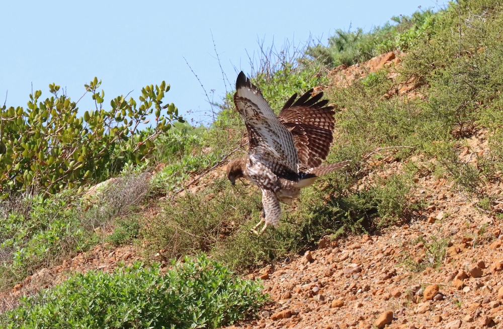 The image captures a bird of prey, likely a hawk, in the midst of taking flight from a sloped, rocky terrain. The hawk's wings are spread wide, showcasing a beautiful pattern of brown and white feathers. The ground is covered with small rocks and sparse greenery, and the backdrop is a clear blue sky. The bird's focused gaze and powerful wing movement convey a sense of determination and grace.
