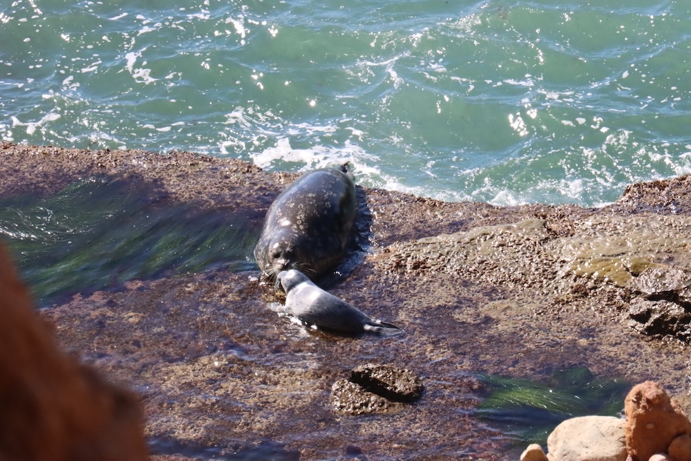 The picture shows two seals on a rocky outcrop by the sea. The water is a vibrant turquoise and is gently lapping against the rocks. The seal in the foreground is lying down, facing the camera, and appears to be resting or sunbathing. The other seal is behind it and seems to be in the process of moving, possibly about to enter the water. The rocks are brown and rugged, with some wet patches indicating the tide level. The sun is shining, creating a sparkling effect on the water's surface.