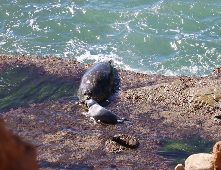 The picture shows two seals on a rocky outcrop by the sea. The water is a vibrant turquoise and is gently lapping against the rocks. The seal in the foreground is lying down, facing the camera, and appears to be resting or sunbathing. The other seal is behind it and seems to be in the process of moving, possibly about to enter the water. The rocks are brown and rugged, with some wet patches indicating the tide level. The sun is shining, creating a sparkling effect on the water's surface.
