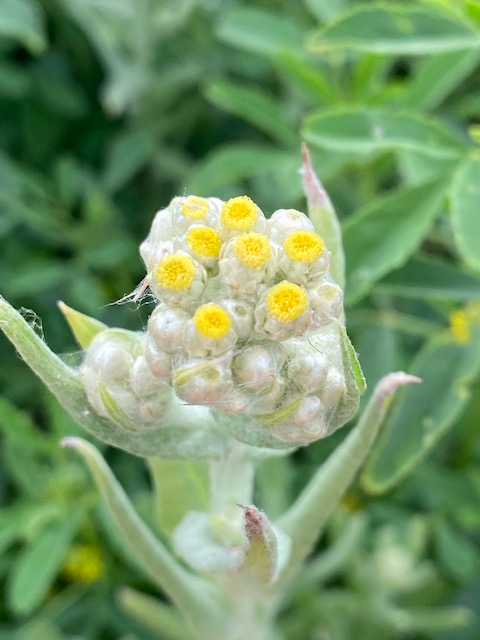The picture shows a close-up of a plant with a cluster of budding flowers. The buds are tightly packed together in a dome shape, with several small yellow flowers beginning to bloom at the top. Each yellow flower has a bright, circular center. The buds are light green with hints of white and are covered in fine, fuzzy hairs. The background is blurred but suggests a setting with more greenery, likely other plants or leaves.