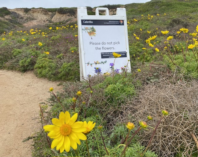 The image shows a natural scene with a dirt path leading through a field of wildflowers. In the foreground, there's a bright yellow flower with a large bloom, surrounded by green foliage and some unopened flower buds. A white sign with black and red text is placed to the right of the path, reading "Cabrillo" at the top and "Please do not pick the flowers." below. The background features a hill with patches of greenery and more yellow flowers scattered around. The sky is overcast, giving the scene a soft, diffused light.