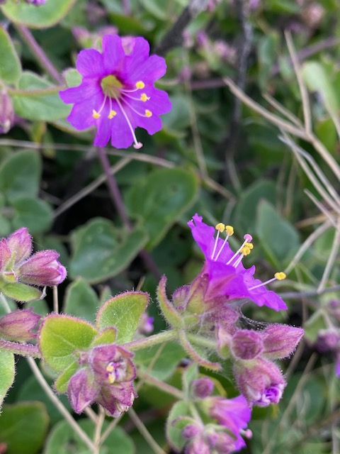 The image shows a close-up of vibrant purple flowers with five petals each. The petals have a slightly ruffled appearance. In the center of the flowers, there are prominent yellow stamens that stand out against the purple. The flowers are surrounded by green leaves and some unopened buds covered in fine hairs, which give them a fuzzy texture. The background is a mix of greenery and some dry grass, slightly blurred.
